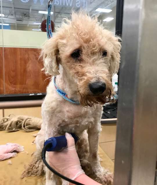 Illustration de l'article : Un chien arrive devant un refuge avec des dreadlocks et 5 kg de fourrure !