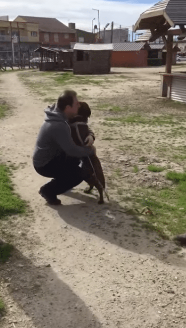 Illustration de l'article : Après 2 ans de séparation, une chienne et son maître se retrouvent !