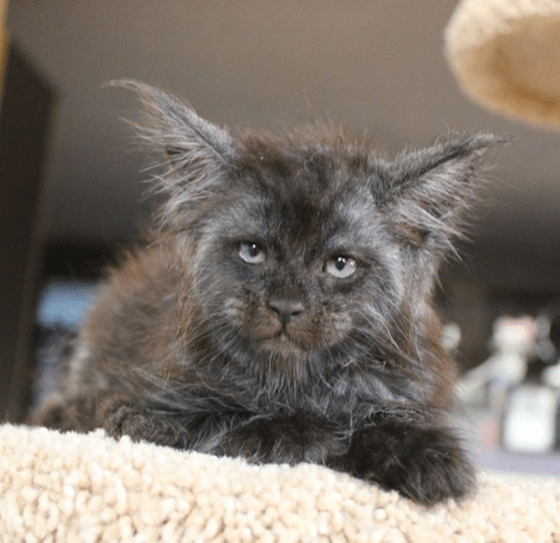 Ce Jeune Chat Au Visage Tres Humain Fait Le Tour Du Web