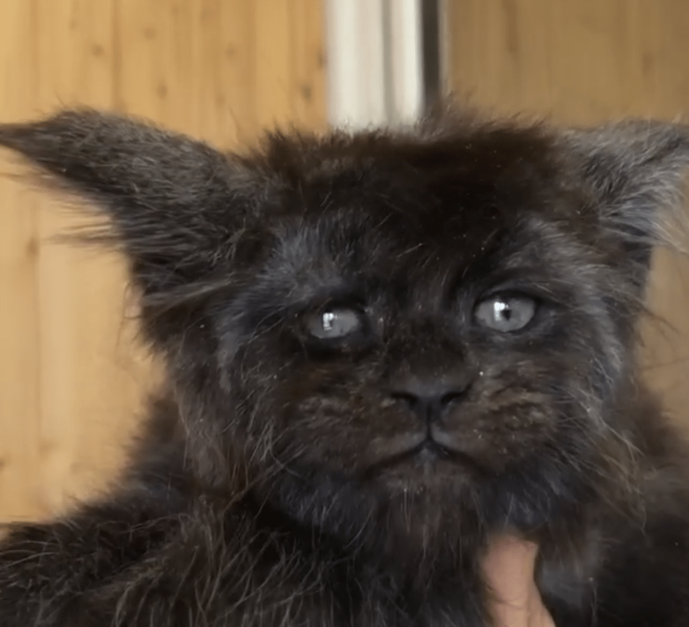 Ce Jeune Chat Au Visage Tres Humain Fait Le Tour Du Web