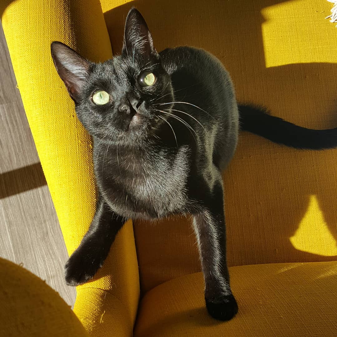Illustration de l'article : La formidable vie d’un chat qui présente un double nez !