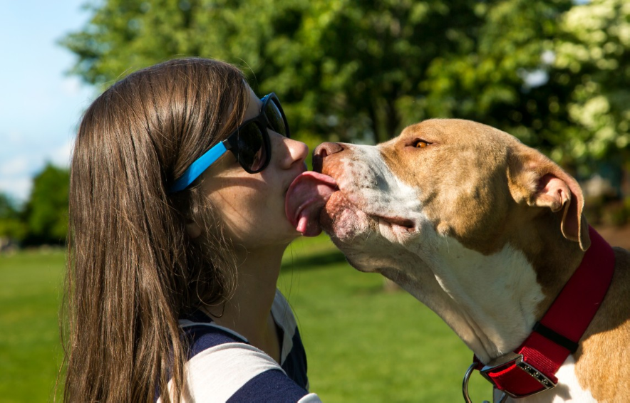 Se Faire Lecher Le Visage Par Votre Chien Bonne Ou Mauvaise Idee Se Faire Lecher Le Visage Par Votre Chien Bonne Ou Mauvaise Idee