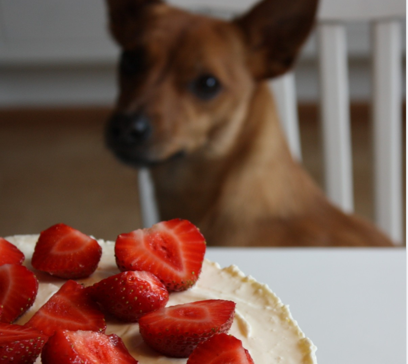 Se faire lécher le visage par votre chien, bonne ou mauvaise idée ?