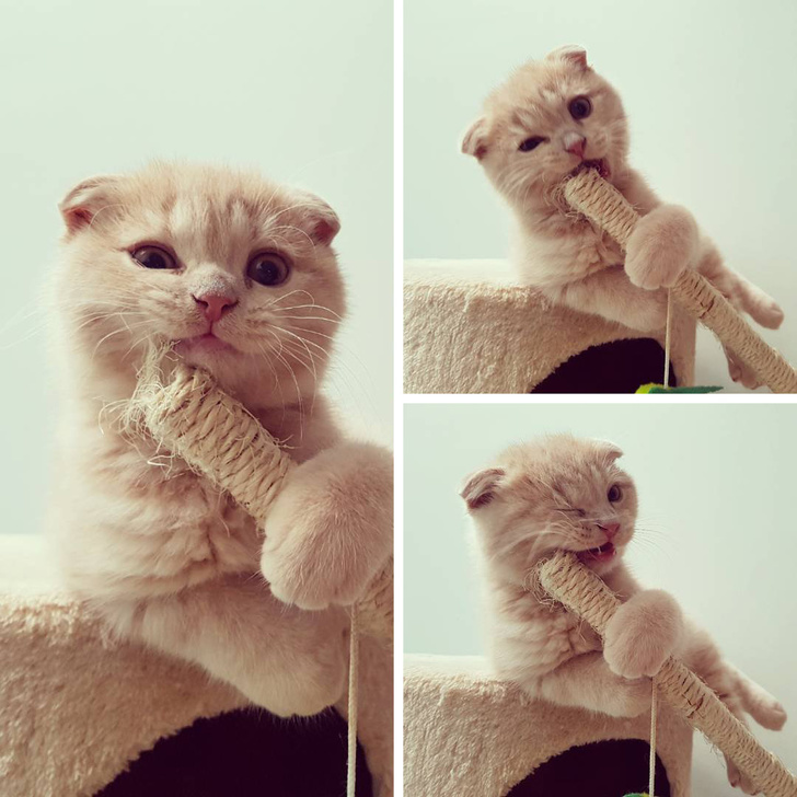 Illustration de l'article : Ces 20 chats et chiens à qui ont peut décerner un Oscar