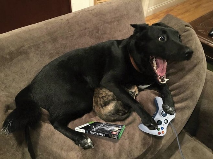 Illustration de l'article : Ces 20 chats et chiens à qui ont peut décerner un Oscar