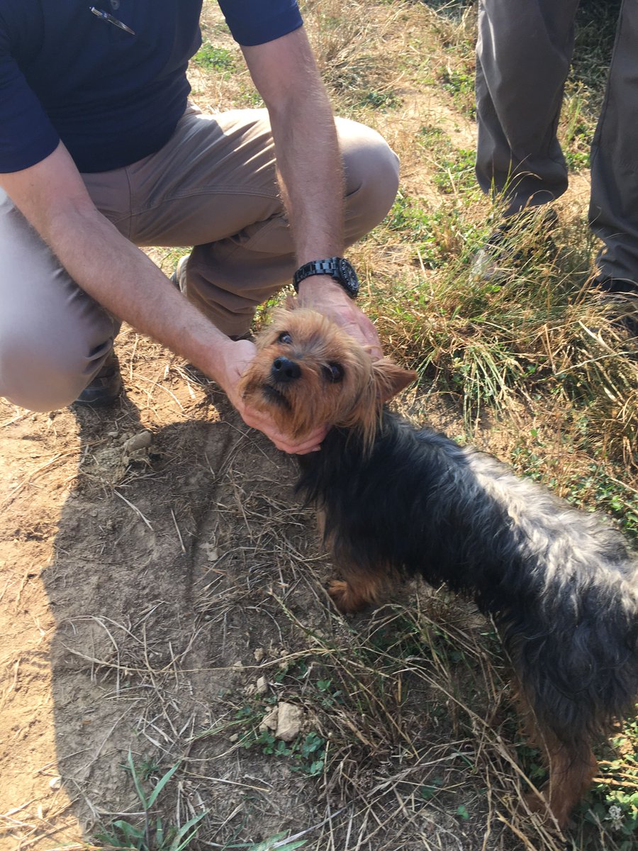 Illustration de l'article : Une fillette de 3 ans retrouvée grâce à son chien, resté à ses côtés toute une nuit