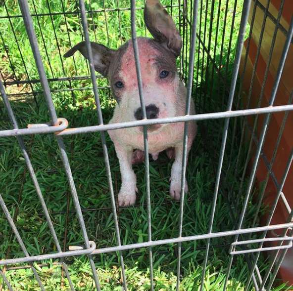 Illustration de l'article : Abandonné sur une route quasi déserte, ce chiot malade avait perdu tous ses poils