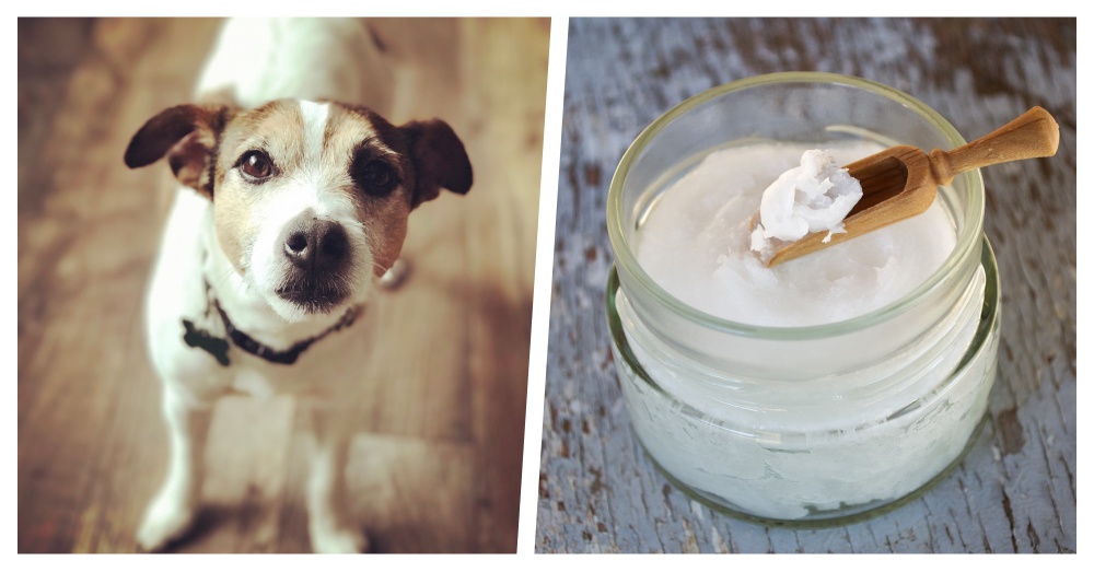 Illustration de l'article : 10 raisons pour lesquelles l'huile de noix de coco est considérée comme bonne pour votre chien