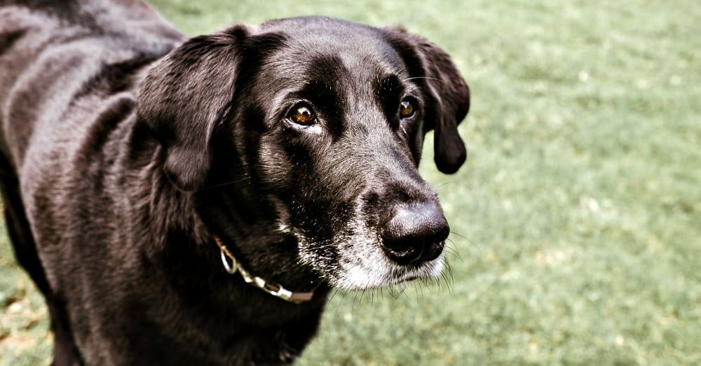 Illustration de l'article : 10 raisons pour lesquelles l'huile de noix de coco est considérée comme bonne pour votre chien