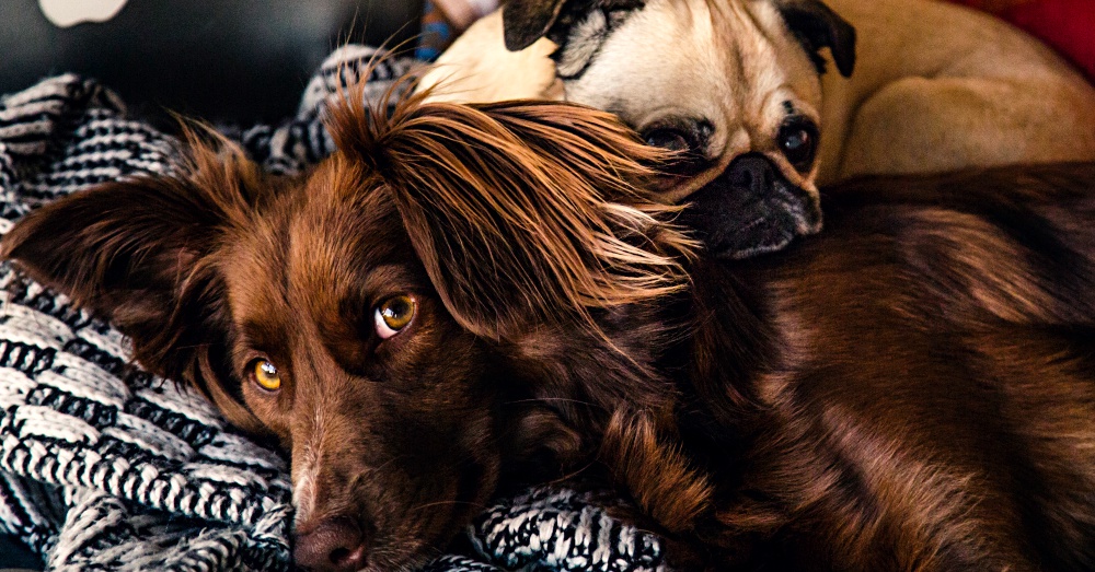 Illustration de l'article : 10 raisons pour lesquelles l'huile de noix de coco est considérée comme bonne pour votre chien