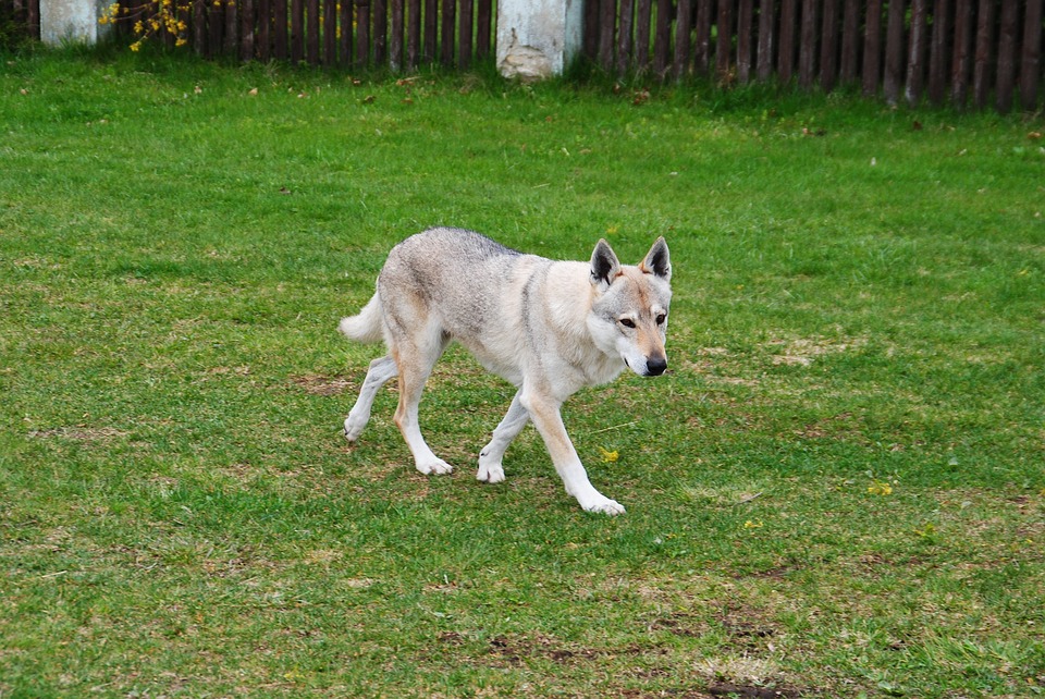 Un Chien Loup Abattu Un Autre Recherché Dans Les Alpes De