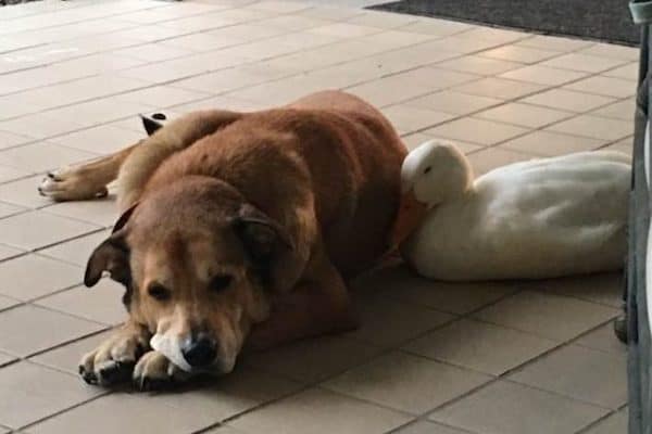 Illustration de l'article : Un chien sort de sa dépression grâce à une amitié nouée avec un canard