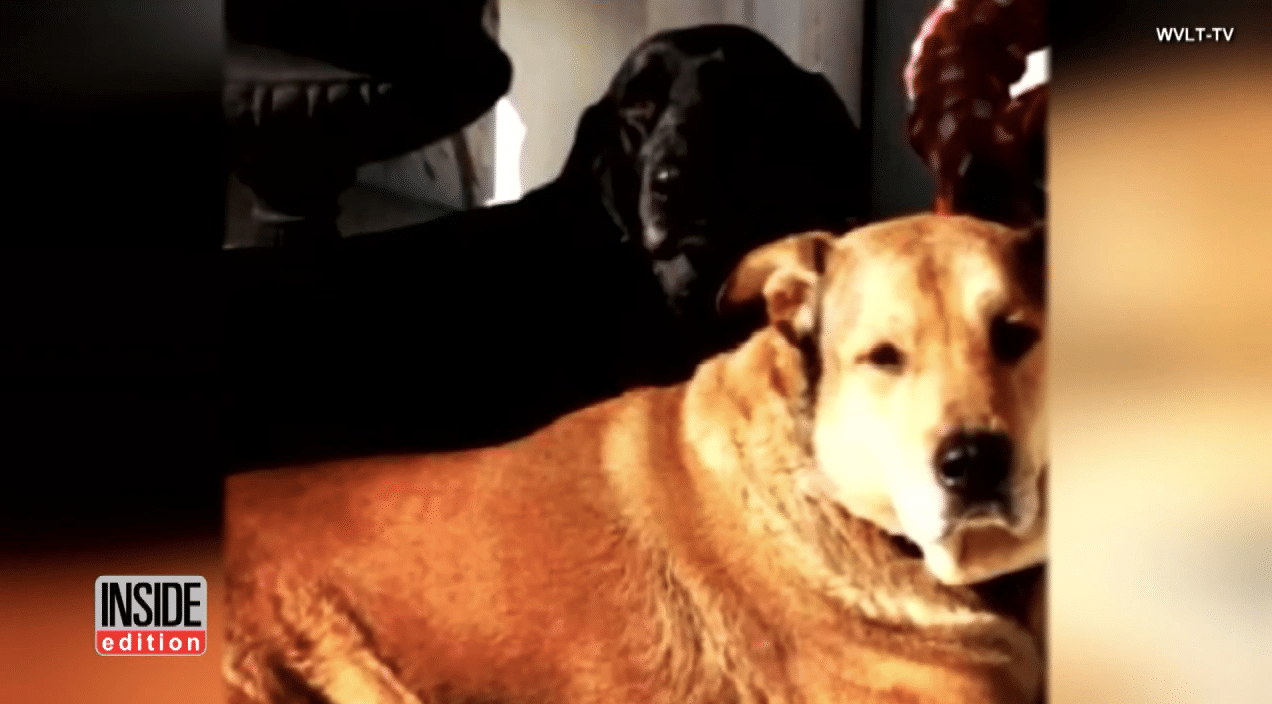 Illustration de l'article : Un chien sort de sa dépression grâce à une amitié nouée avec un canard