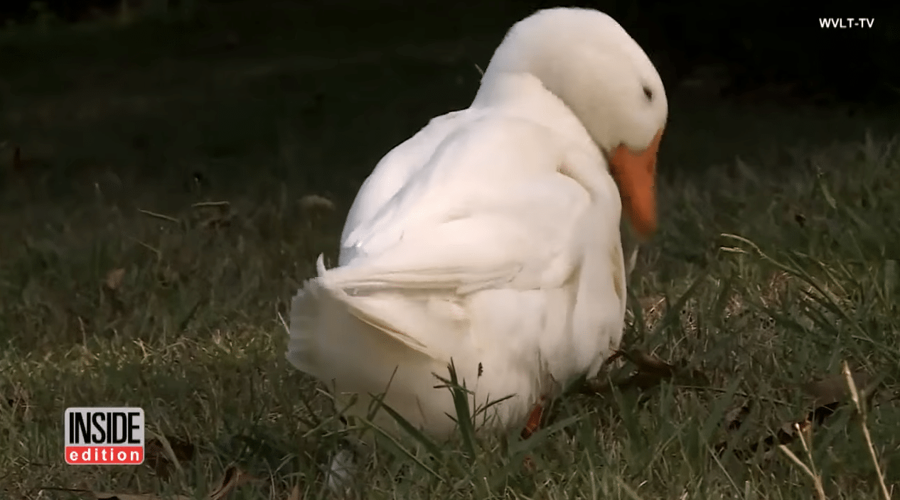 Illustration de l'article : Un chien sort de sa dépression grâce à une amitié nouée avec un canard