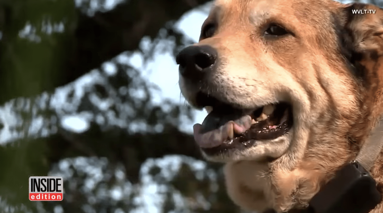 Illustration de l'article : Un chien sort de sa dépression grâce à une amitié nouée avec un canard