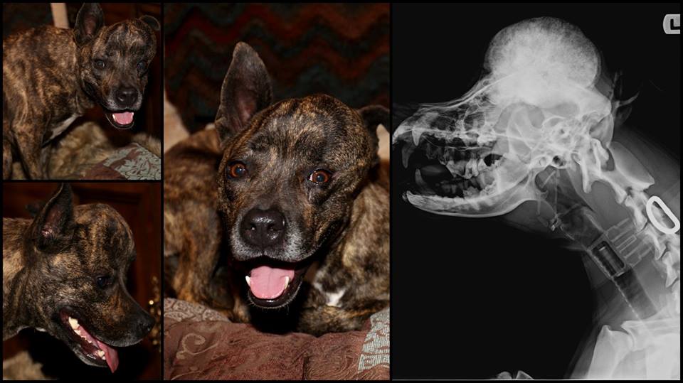 Illustration de l'article : Une jeune chienne a une tumeur rare au crâne, un implant 3D va la remplacer !