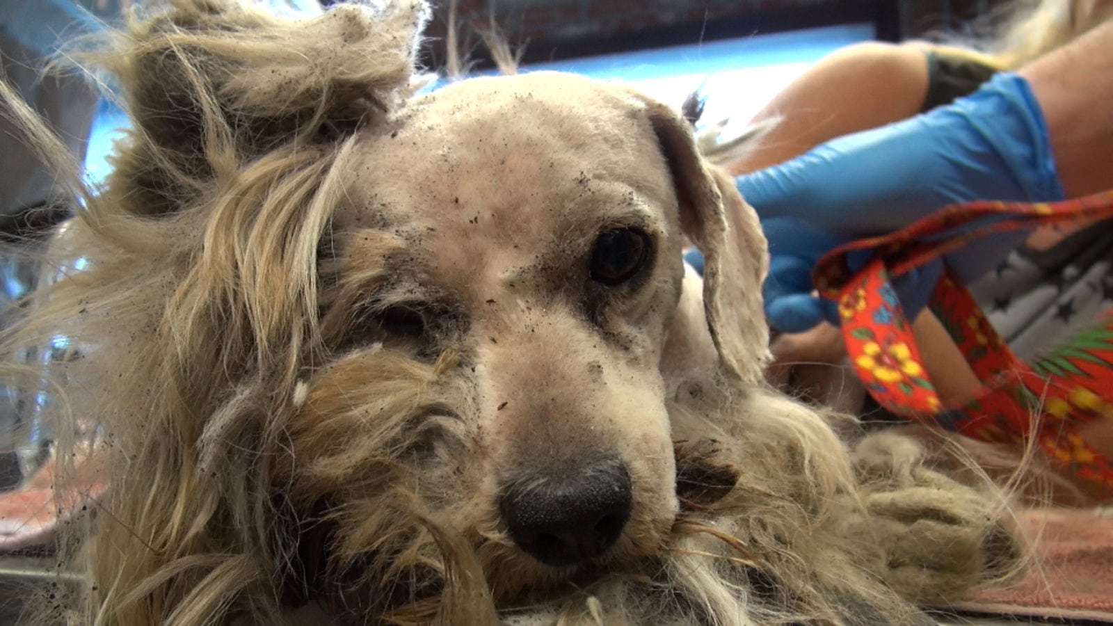 Illustration de l'article : Un chien abandonné avec une fourrure dans un état déplorable est secouru et complètement rasé ! 
