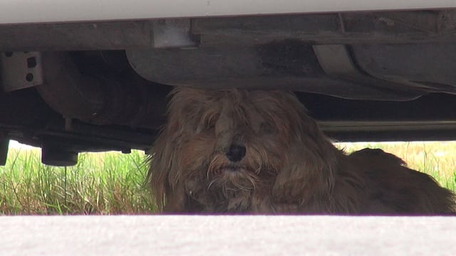 Illustration de l'article : Un chien abandonné avec une fourrure dans un état déplorable est secouru et complètement rasé ! 