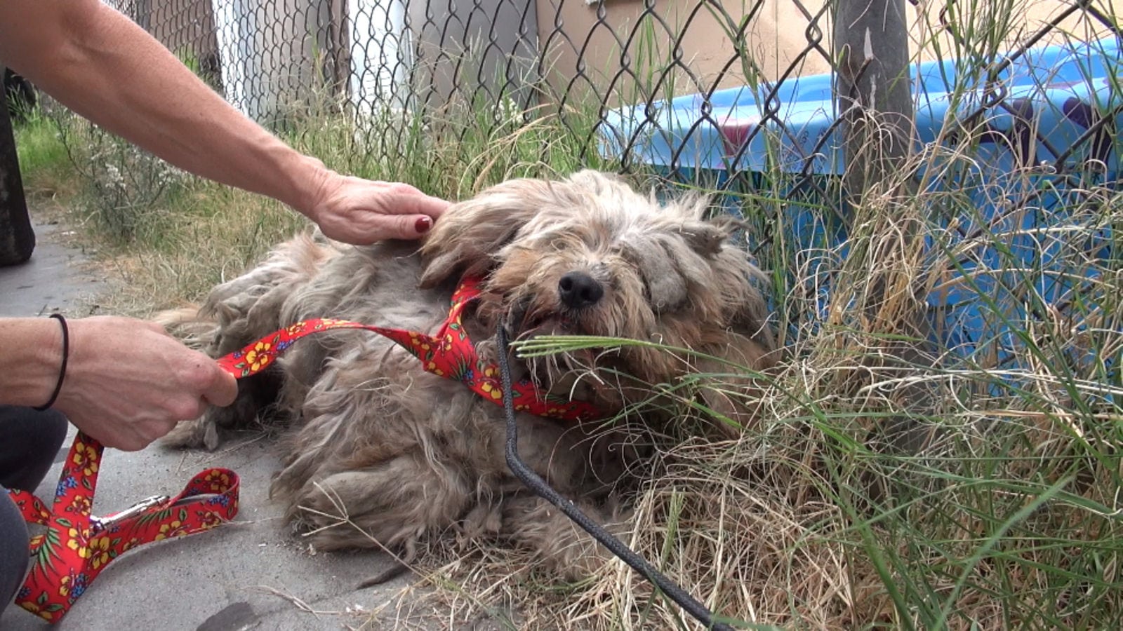 Illustration de l'article : Un chien abandonné avec une fourrure dans un état déplorable est secouru et complètement rasé ! 