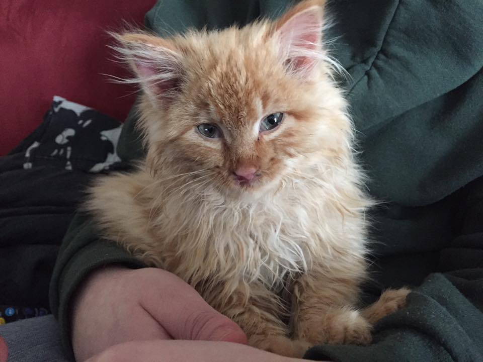 Illustration de l'article : Ce policier a sauvé un chaton pris au piège dans la glace au beau milieu de l’autoroute