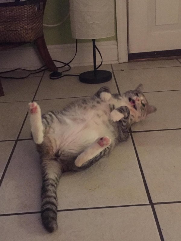 15 Photos Mettant En Valeur Le Grain De Folie Des Chats