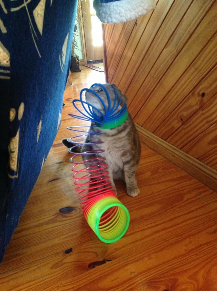 38 Chats Bien Plus Droles Qu Un Humain