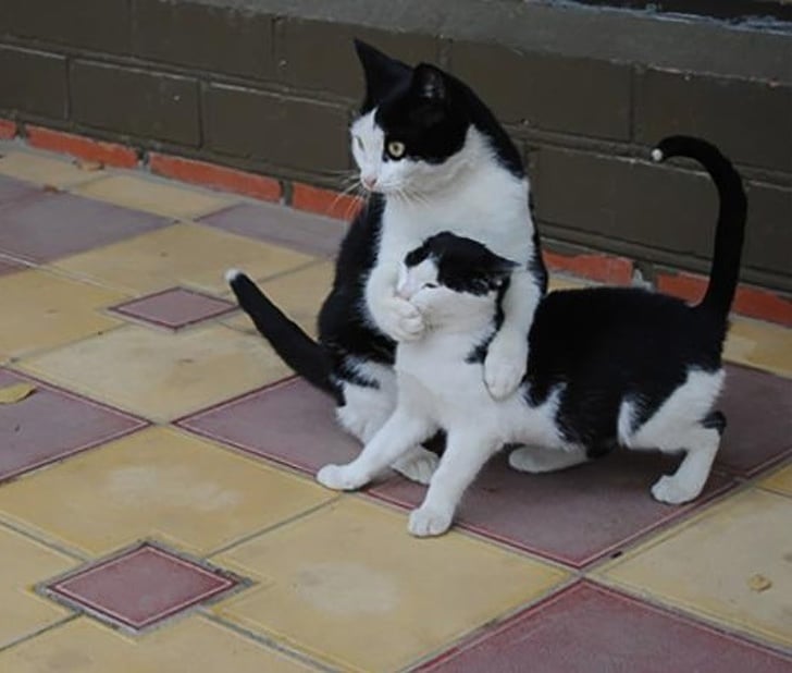 38 Chats Bien Plus Droles Qu Un Humain 38 Chats Bien Plus Droles Qu Un Humain