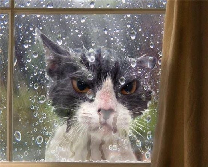 38 Chats Bien Plus Droles Qu Un Humain