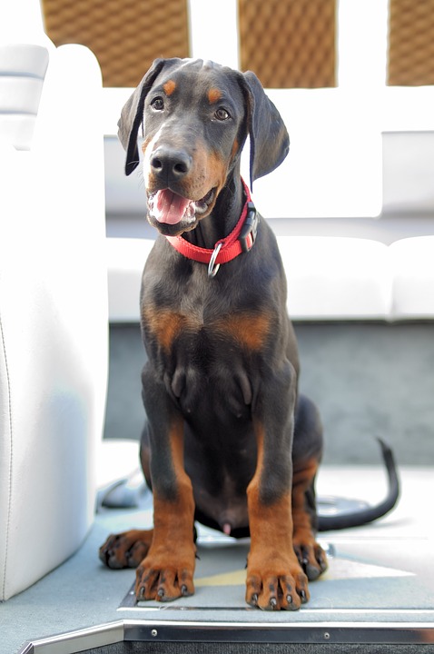 Illustration de l'article : 5 astuces pour amener votre chien dans les lieux publics, sans craintes