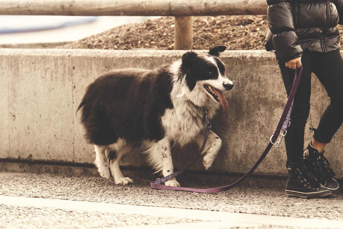 Illustration de l'article : 5 astuces pour amener votre chien dans les lieux publics, sans craintes