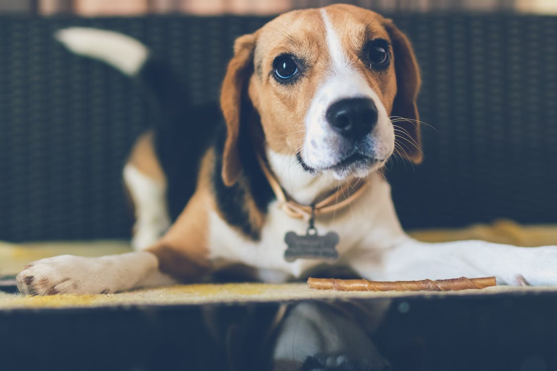 Illustration de l'article : 5 astuces pour amener votre chien dans les lieux publics, sans craintes