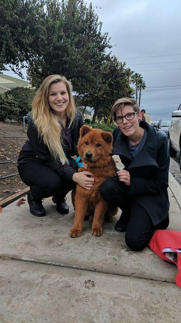 Illustration de l'article : Trouvé dans un triste état, ce chien a retrouvé la santé et sa magnifique fourrure