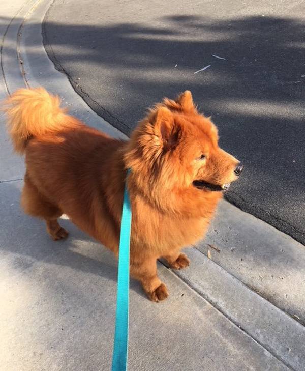 Illustration de l'article : Trouvé dans un triste état, ce chien a retrouvé la santé et sa magnifique fourrure