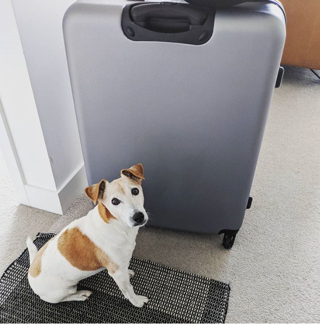 Illustration de l'article : 10 sentiments qu'il est possible que votre chien éprouve quand vous partez travailler