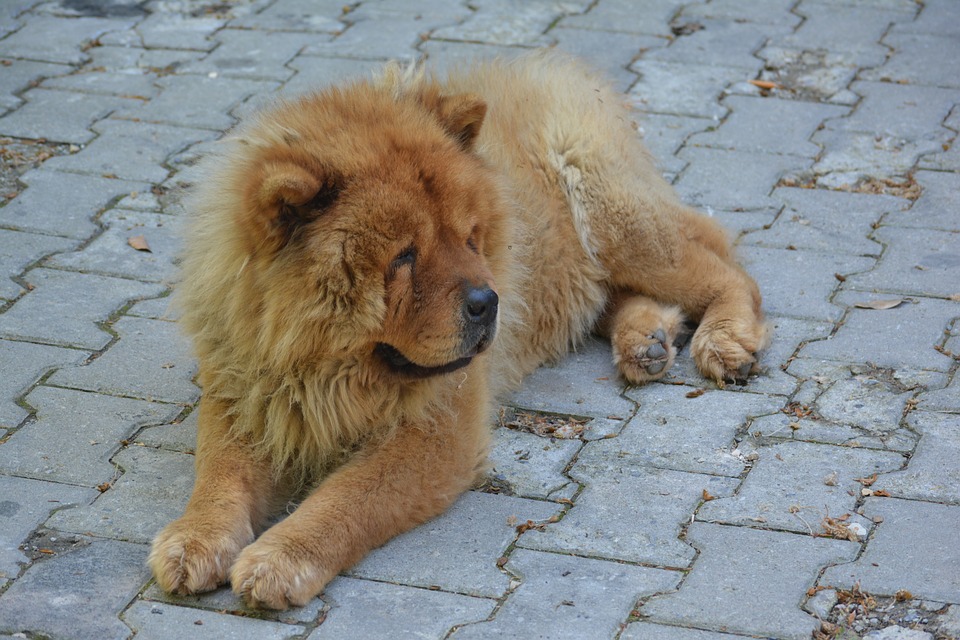 Illustration de l'article : Une fille de 3 ans mordue au visage par son chien