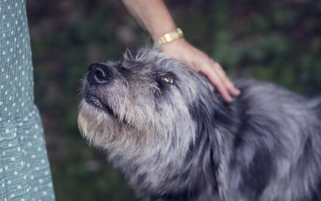 Illustration de l'article : 5 conseils pour construire une relation solide avec un chien adopté dans un refuge