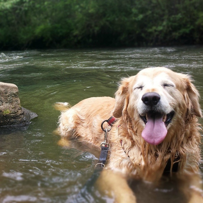 Les 10 Différences Entre Les Chats Et Les Chiens En Photos