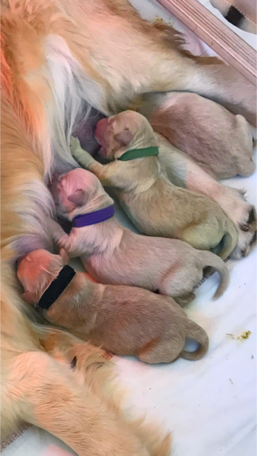 Illustration de l'article : Une Golden Retriever met au monde un chiot tout vert