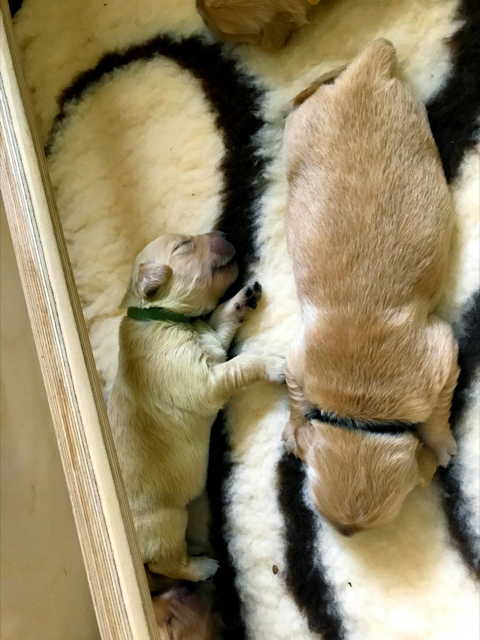 Illustration de l'article : Une Golden Retriever met au monde un chiot tout vert
