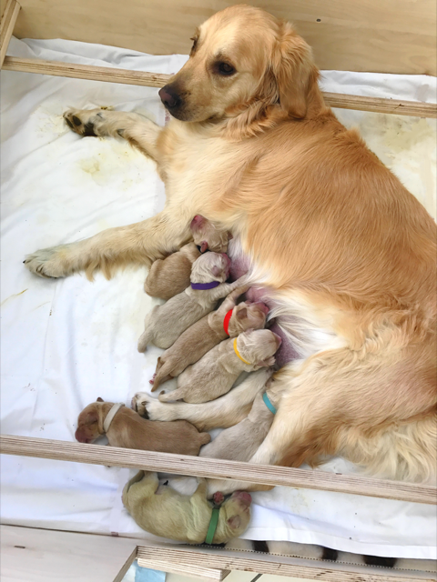 Illustration de l'article : Une Golden Retriever met au monde un chiot tout vert