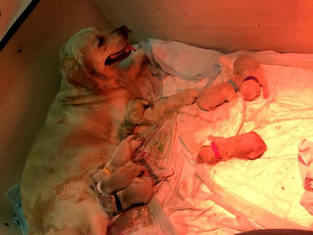 Illustration de l'article : Une Golden Retriever met au monde un chiot tout vert