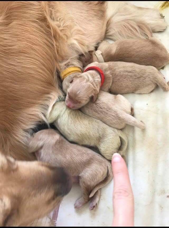 Illustration de l'article : Une Golden Retriever met au monde un chiot tout vert
