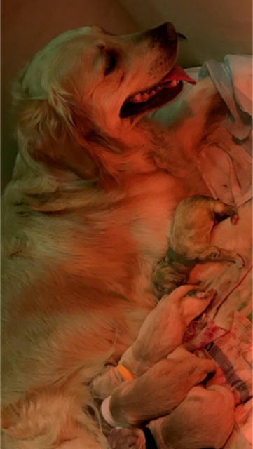 Illustration de l'article : Une Golden Retriever met au monde un chiot tout vert