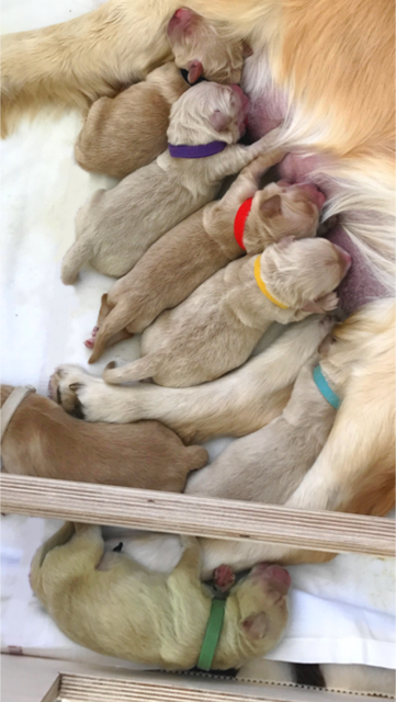 Illustration de l'article : Une Golden Retriever met au monde un chiot tout vert