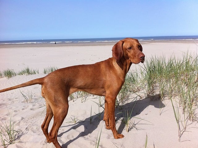 Chien De Chasse Race Vxu36 Napanonprofits