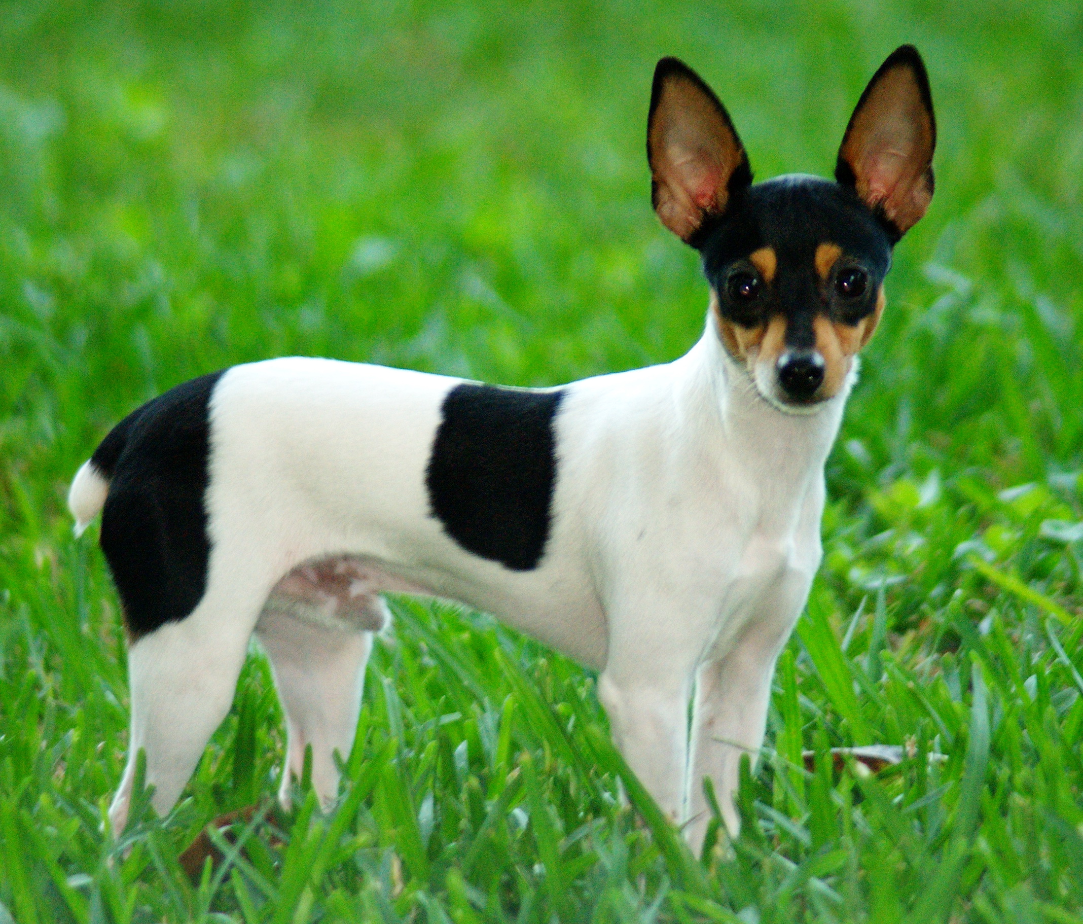 10 Races De Chiens Parmi Les Plus Petites