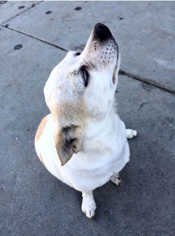 Illustration de l'article : 15 photos de chiens aux habitudes plutôt étranges