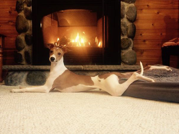 Illustration de l'article : 15 photos de chiens aux habitudes plutôt étranges