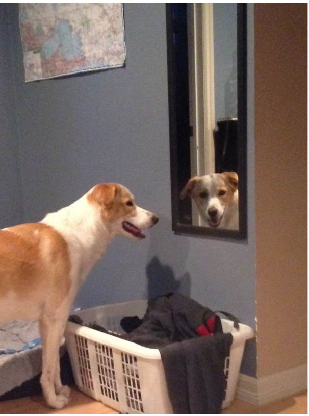 Illustration de l'article : 15 photos de chiens aux habitudes plutôt étranges