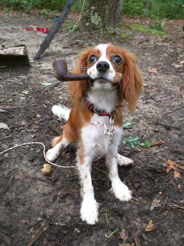 Illustration de l'article : 15 photos de chiens aux habitudes plutôt étranges